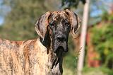 DOGUE ALLEMAND 766